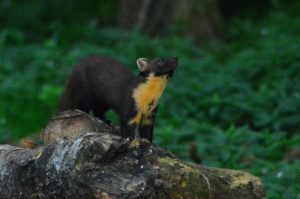 Read more about the article Recent Pine Marten activity at the hide