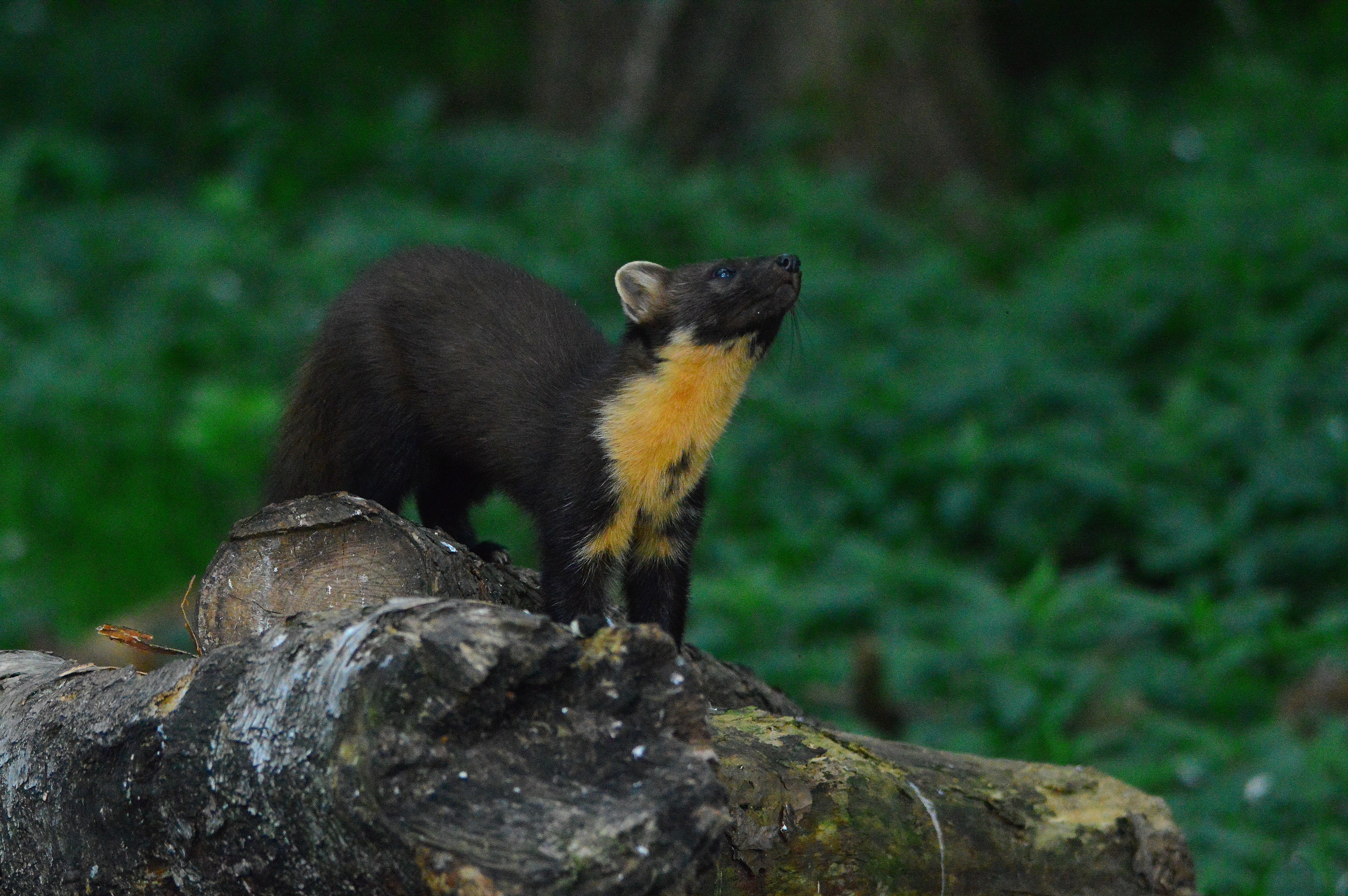 You are currently viewing Recent Pine Marten activity at the hide